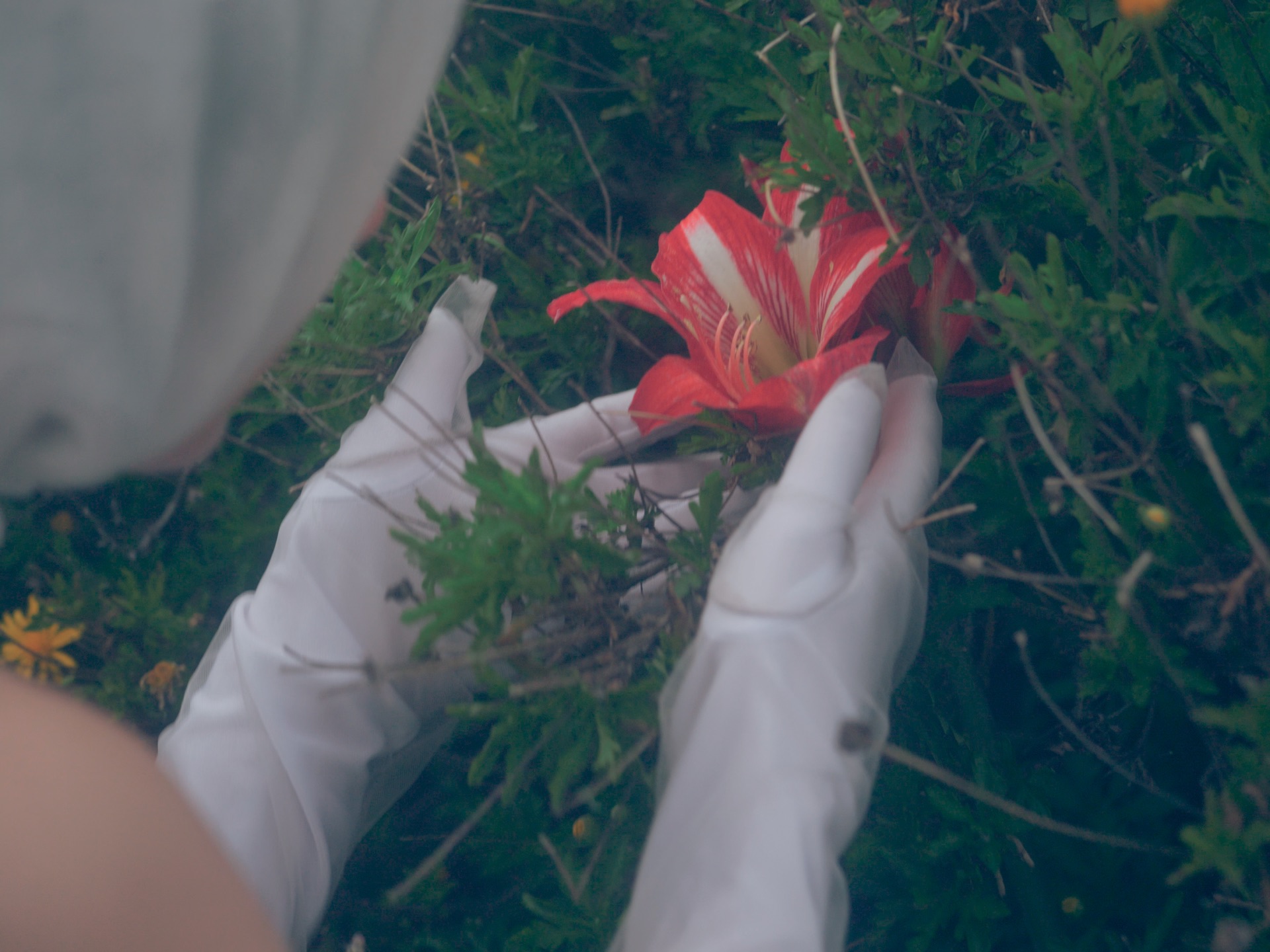 Photograph by Milo An, 35